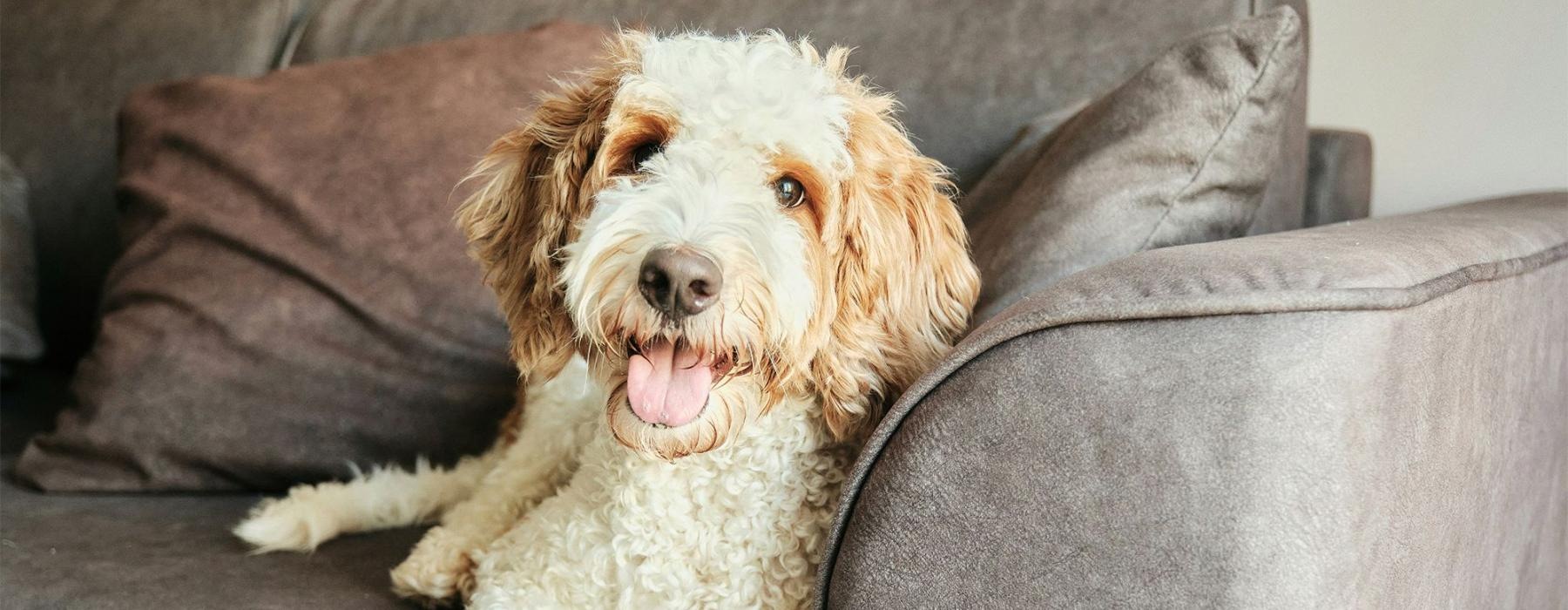 a dog lying on a couch